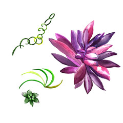 Wildflower succulentus flower in a watercolor style isolated.