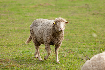 Obraz premium Sheep grazing in the meadow with green grass