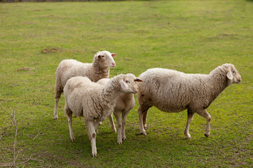 Naklejka na ściany i meble Sheeps grazing in the meadow with green grass