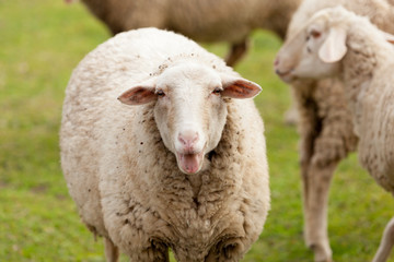 Sheep grazing in the meadow with green grass