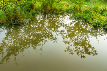 Green lush