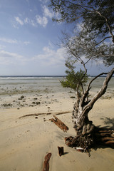 tree growing on sand beach in front of sea July, 2016 : Gili Trawangan island in Lombok, Indonesia