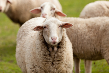 Sheeps grazing in the meadow with green grass