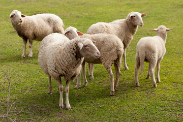 Obraz na płótnie Canvas Sheeps grazing in the meadow with green grass