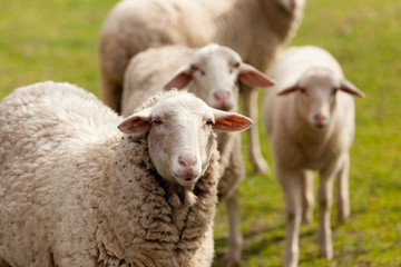 Sheeps grazing in the meadow with green grass