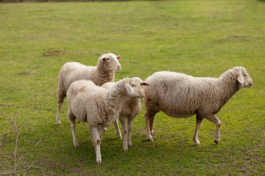 Sheeps grazing in the meadow with green grass