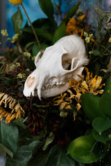 Skull fox in a bouquet of flowers wilted sunflower bouquet.