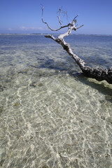 dry dead tree on sand beach in front of sea July, 2016 : Gili Trawangan island in Lombok, Indonesia