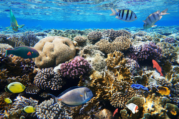 Bunte Korallenrifffische des Roten Meeres.