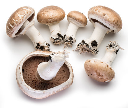 Champignon mushrooms on the white background.