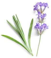 Papier Peint photo Lavande Bunch of lavandula or lavender flowers isolated on white background.