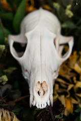 Skull fox in a bouquet of flowers wilted sunflower bouquet.