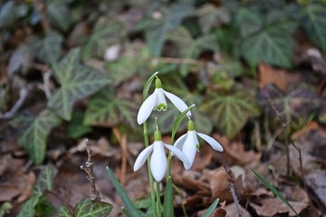 Schneeglöckchen im Frühling