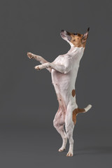 Fox terrier dog standing on its hind legs on a gray background 