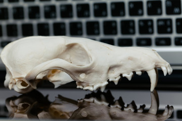 Fox skull without the lower jaw on the laptop keyboard. Concept of the dangers of IT Tehology and Artificial Intelligence