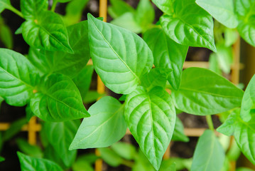 Fototapeta na wymiar Seedlings pepper leaves closeup