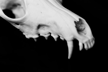 Fox skull without the lower jaw on a black background, contrast and minimalistic