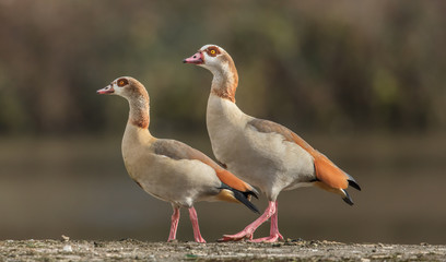 nilgänse