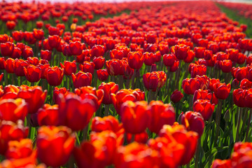 field with red tulips in the netherlands