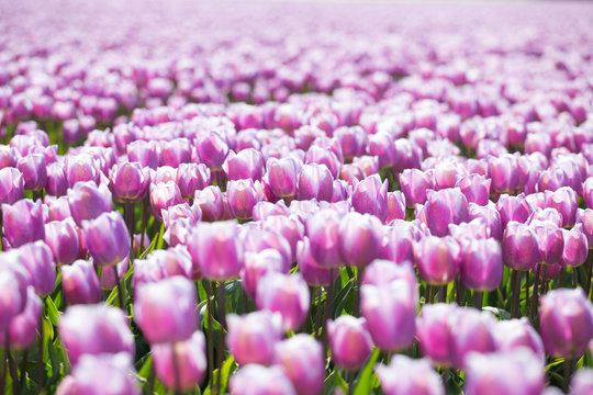 purple tulip fields are growing every year