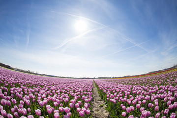 Fototapeta premium purple tulip fields are growing every year