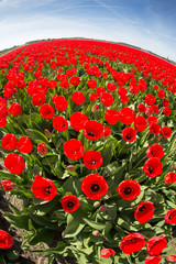 Plakat field with red tulips in the netherlands
