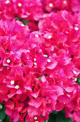 Fototapeta premium Purple Bougainvillea blossom