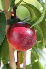 Prunus persica Fresh Queen
