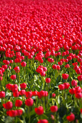 field with red tulips in the netherlands
