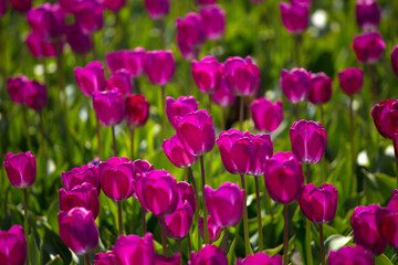 Obraz premium purple tulip fields are growing every year
