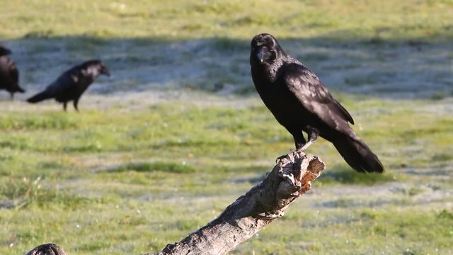 Common raven. Corvus corax