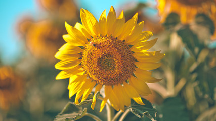 Naklejka premium Sunflower
