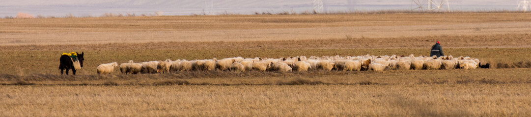 Shepherd with herds of sheep in fields