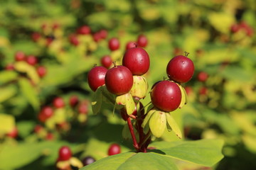 Red "Sweet Amber" flower berries (or Tutsan, St. Johnswort) in St. Gallen, Switzerland. Its Latin name is Hypericum Androsaemum, native to Eurasia. Berries are poisonous and the plant is invasive. 