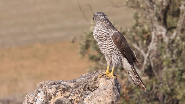 Two years old male of Northern goshawk. Accipiter gentilis