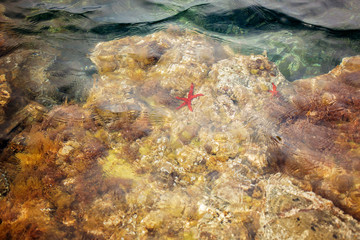 Red starfish in the water