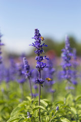 Purple flower with bees in summer garden , outdoor sunny day light