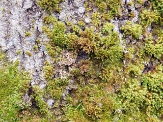 Mold on the bark