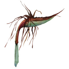 Exotic flower in a watercolor style isolated.
