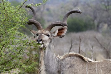 Kudu