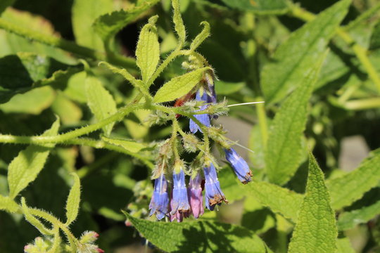 Blue "Rough Comfrey" flowers (or Prickly Comfrey, Persian Comfrey) in St. Gallen, Switzerland. Its Latin name is Symphytum Asperum (Syn Symphytum Peregrinum), native to south Europe and Caucasus.