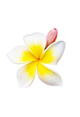 Tropical flower frangipani isolated on white background