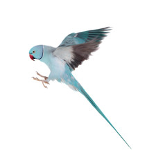 Obraz premium The rose-ringed or ring-necked parakeet on white