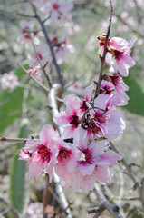 Beautiful blooming almond tree with flowers in full bloom in Santiago del Teide, Tenerife, Canarias Islands,Spain. Concept for Spring.