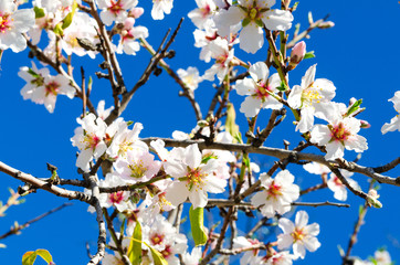 Beautiful blooming almond tree with flowers in full bloom in Santiago del Teide, Tenerife, Canarias Islands,Spain. Concept for Spring.