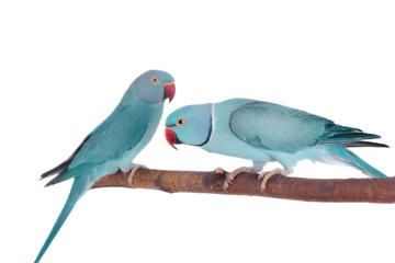 The rose-ringed or ring-necked parakeets on white