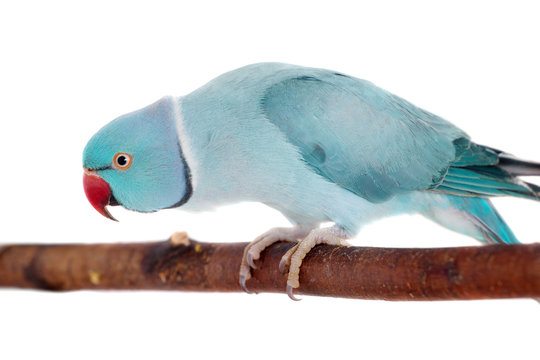 Fototapeta The rose-ringed or ring-necked parakeet on white