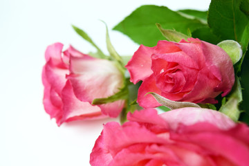 Close-up of bouquet pink roses in drop dew. Fresh garden flowers on white background.