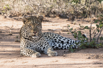 Leopard