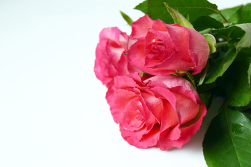 Fresh garden flowers on white background. Bouquet pink roses in drop dew.